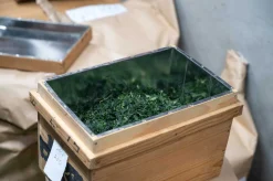 Bio Hanomi Matcha von Nakanishi San