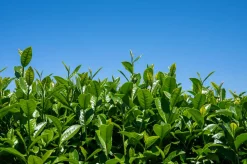 Bio Kirishima Gyokuro