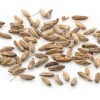 Bitterfenchel Kammware Kräutertee