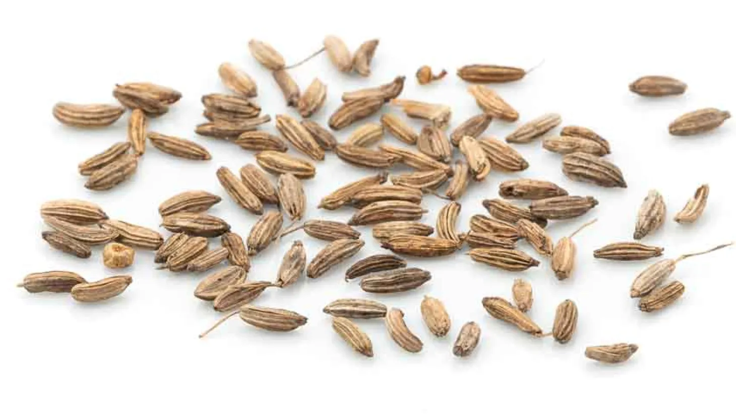 Bitterfenchel Kammware Kräutertee