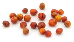 Chiltepin Ur-Chili